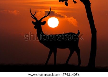 Silhouettes of deer on orange sunset  gold skyline background Wild life landscape