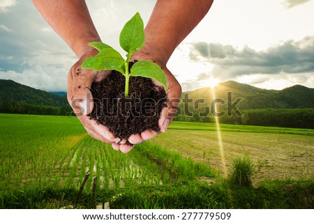 concept save the world ,hand man  holding tree on green field at mountain and sunshine background
