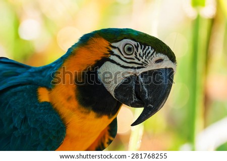blue and yellow parrots on green boken background