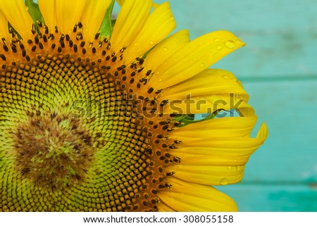 Sunflower on brown green wooden background
