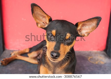 cute miniature dog
