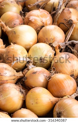 Harvest of yellow bulb onions as a background
