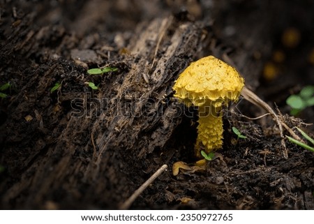 Similar – Image, Stock Photo Red trunk of marigold seedling in plastic seedling tray