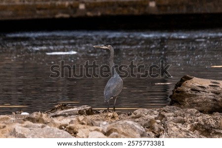 Similar – Image, Stock Photo Heron on edge in river in Görlitz