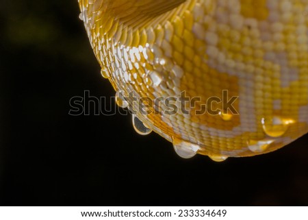 Gold Python Water drops on snake