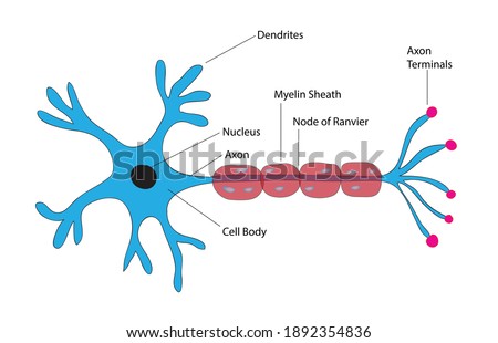 Biological anatomy of typical neuron cell, detailed neurone cells, detailed neuron cell, basic structure of typical neuron cells, Human nerve cell, cell body (soma), dendrites, and a single axon