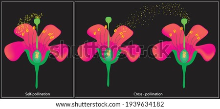 Self- pollination and cross-pollination of flower,  pollen from the anther is deposited on the stigma of the same flower, transfer of pollen from the anther of one flower to the stigma of another 