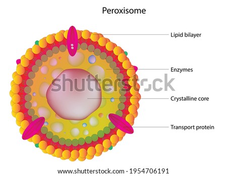 detailed cross sectional view of peroxisome (Structure of peroxisome), peroxysome, is  are oxidative organelles. Frequently, molecular oxygen serves as a co-substrate, from which hydrogen peroxide  Сток-фото © 