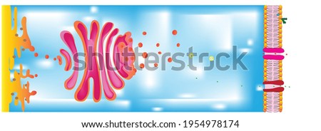 Functions of dictiosome in a cell (Functions of Golgi body),  liquid and enzymes transportation process of golgi apparatus, lysosome, peroxisomes formation process with enzymes of golgi complex