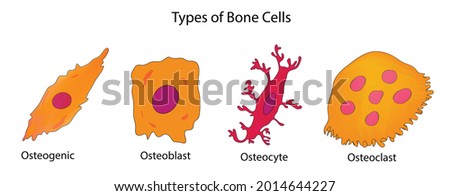 Types of bone cells in biology, osteogenic, osteoblast, osteocyte, osteoclast, bone cells, category of cell bone marrow, local mesenchymal cells called progenitor cells, biological eukaryotic cell