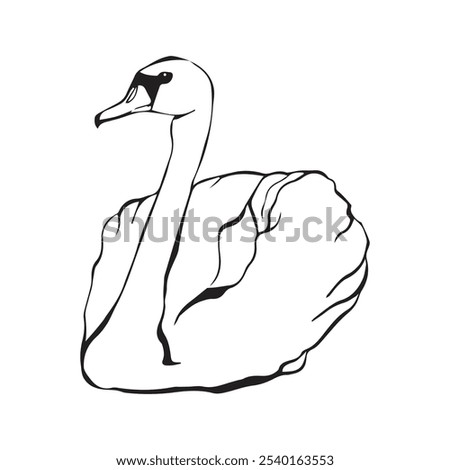 Swan bird on water surface in continuous line art drawing style. Black linear sketch isolated on white background. Vector illustration