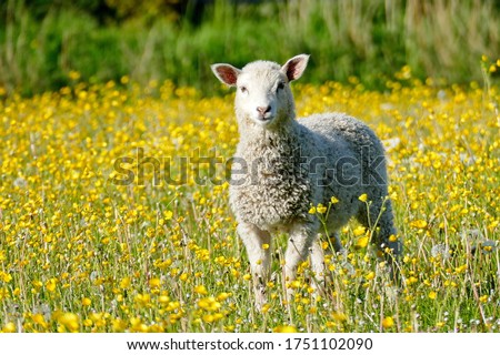 Similar – Image, Stock Photo Sheep in a meadow sheep