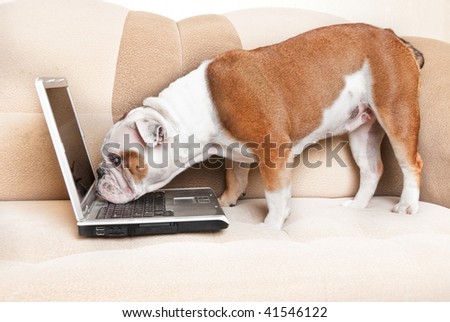 dog looking at computer screen