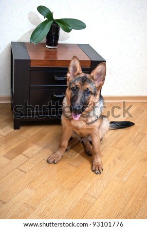 German Shepherd puppy sitting in front of wooden floor