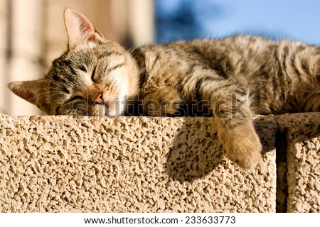 Brown tabby cat sleeping on the wall.