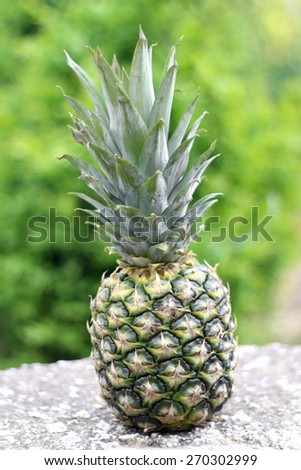 Freshly picked organic pineapple in the garden. Vertical format, selective focus.