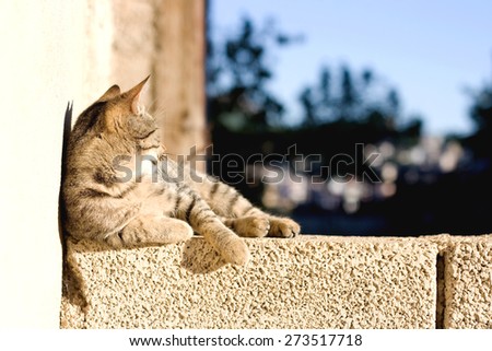 Brown tabby cat lying on the wall in the yard, sunbathing and looking at something. Natural light, selective focus.