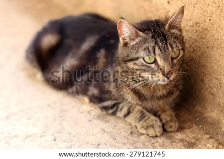 Brown tabby cat with beautiful big green eyes, lying outdoor. Natural light, selective focus.