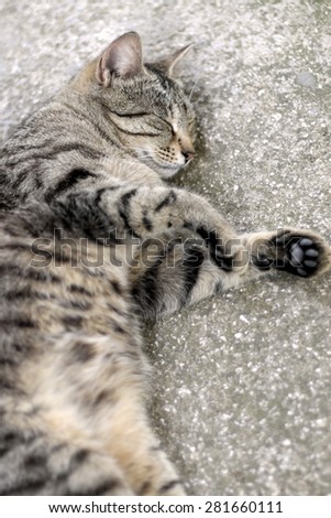 Brown tabby cat sleeping. Vertical format, selective focus.