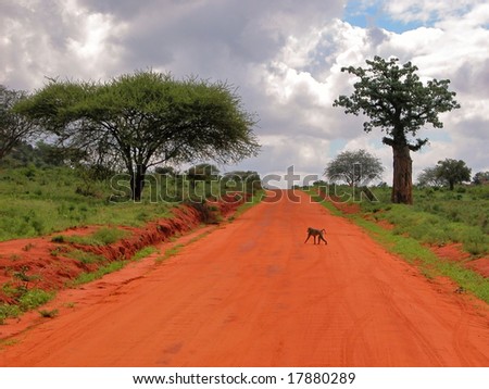 Baboon passes by the way in Tsavo East National Park.