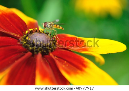 Flower fly on the Rudbeckia bloom. Insect family Syrphidae.