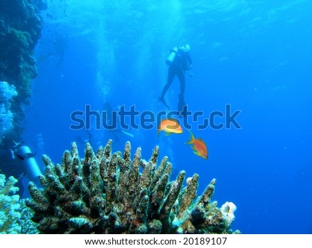 Diver on the reef