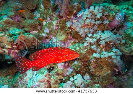 Coral grouper on the reef