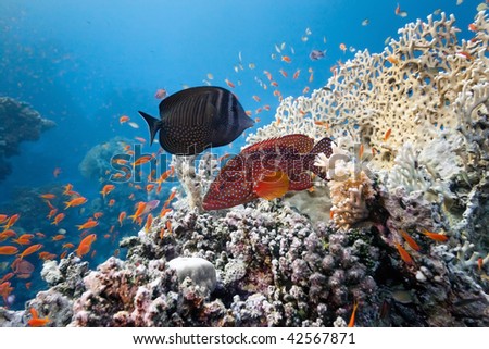 Coral grouper and  sailfin tang on the coral reef