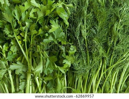 Herbal background from dill and parsley.