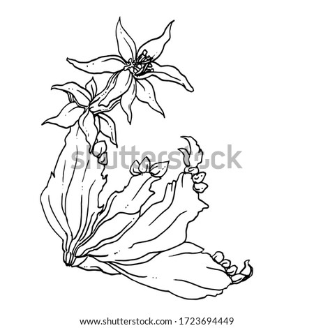 Christmas cactus Schlumbergera flower blossom. Isolated vector botanical illustration: retro, vintage, hand drawn, black and white, outline. For wedding invitation, card, print, tattoo. Japanese style