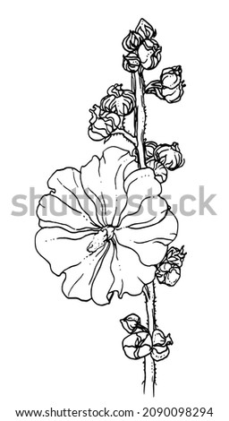 Wild white malva flower. Isolated vector botanical bouquet: retro vintage, hand drawn, black and white, outline. For wedding invitation, print card, tattoo. illustration.