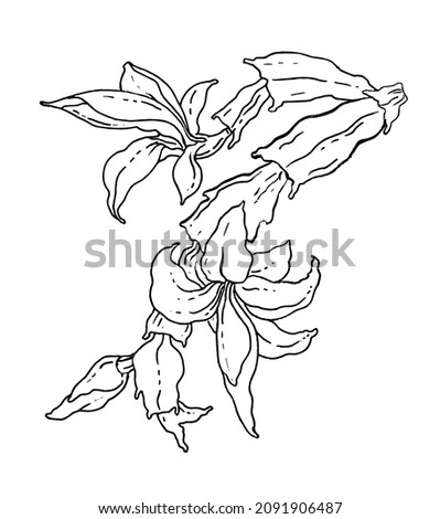 Christmas cactus Schlumbergera flower blossom. Isolated vector botanical illustration: retro vintage, hand drawn, black and white, outline. For wedding invitation, print card, tattoo sketch.