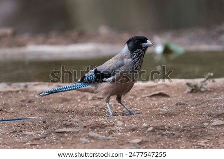 Similar – Foto Bild Eichelhäher Umwelt Natur