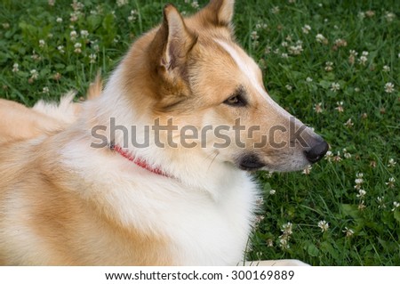 Beautiful Mixed Collie Dog Side Portrait with Grass and Flowers Background