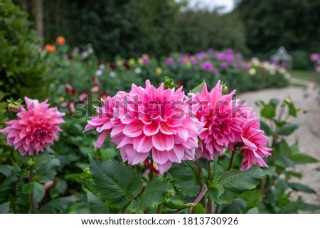 Flower field with pink Dahlias name Otto's Thrill ストックフォト © 
