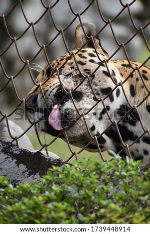 Similar – Image, Stock Photo Cats know what tastes good: Show tongue