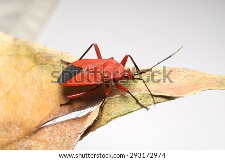 Red bug (long-bodied cotton stained bug) on dry leaf with white background