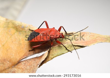 Red long-bodied cotton stained bug on dry leaf with white background