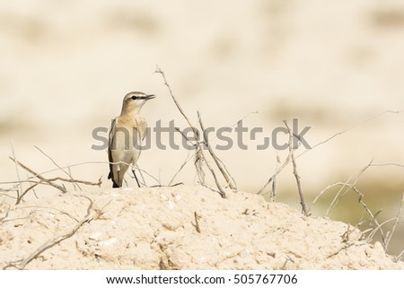Isabelline Wheatear