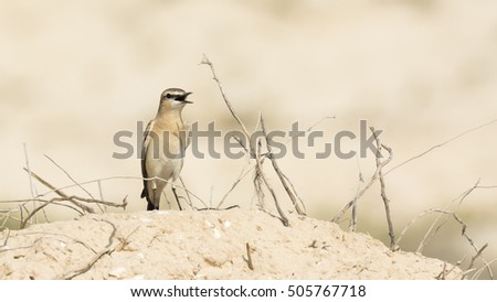 Isabelline Wheatear