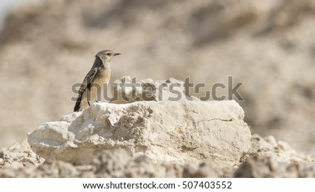 Isabelline Wheatear