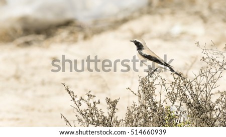 Desert Wheatear
