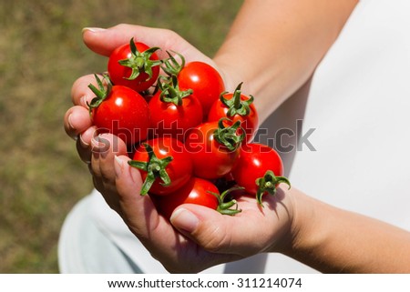 Woman\'s hands holding fresh tomatoes in a garden.
