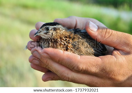 Similar – Image, Stock Photo Hand Holding Bird Feather Wing on Bokeh Background with sun light rays. Spring time season.