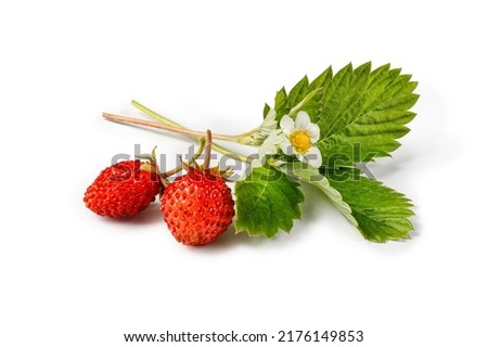 Similar – Foto Bild Fragaria vesca. Reife Walderdbeere mit verschwommenem Hintergrund.