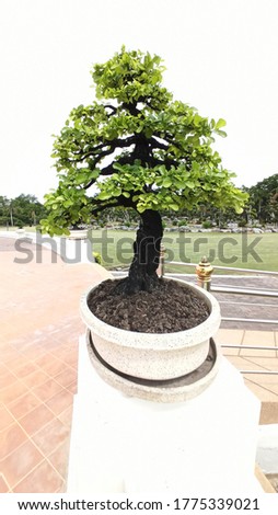 green bonsai on white pot Stok fotoğraf © 