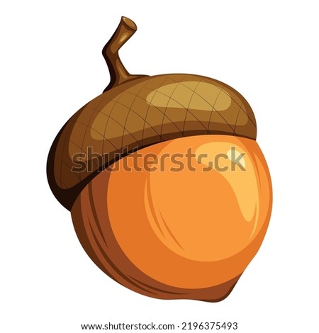 Ripe acornin the shell, acorn, oak nut, oak, autumn fruit, symbol of autumn. Vector illustration of oak seeds.