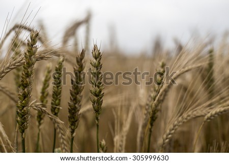 Wheat shown in a farmland field .