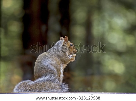 Squirrel sat in a woodland in Devon UK