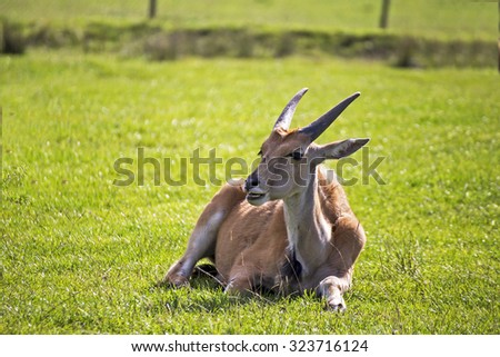 Showing different specicies od a Eland animal common and giant, part of the antelope family and similar to bongo\'s